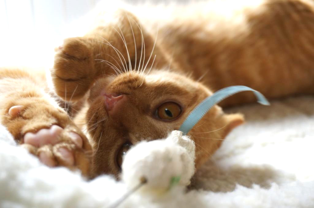 f:id:hiraryo0201:20161027100603j:plain f:id:hiraryo0201:20161027100603j:plain