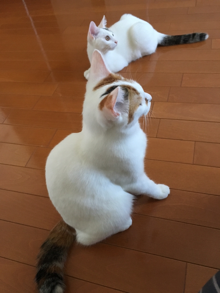 f:id:hiraryo0201:20161029103842j:plain f:id:hiraryo0201:20161029103842j:plain