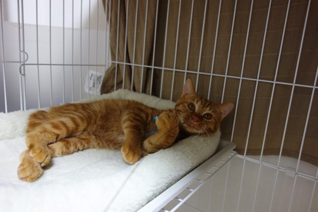 f:id:hiraryo0201:20161029104111j:plain f:id:hiraryo0201:20161029104111j:plain