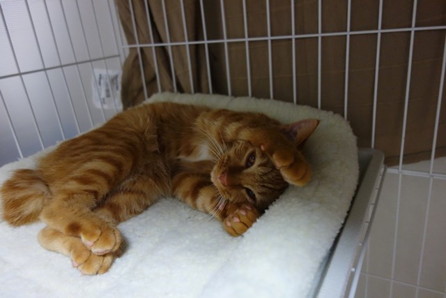 f:id:hiraryo0201:20161029104152j:plain f:id:hiraryo0201:20161029104152j:plain