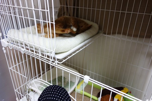 f:id:hiraryo0201:20161029104158j:plain f:id:hiraryo0201:20161029104158j:plain