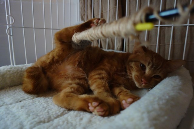 f:id:hiraryo0201:20161029105703j:plain f:id:hiraryo0201:20161029105703j:plain