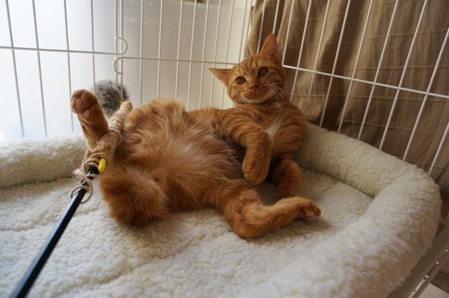 f:id:hiraryo0201:20161029110019j:plain f:id:hiraryo0201:20161029110019j:plain