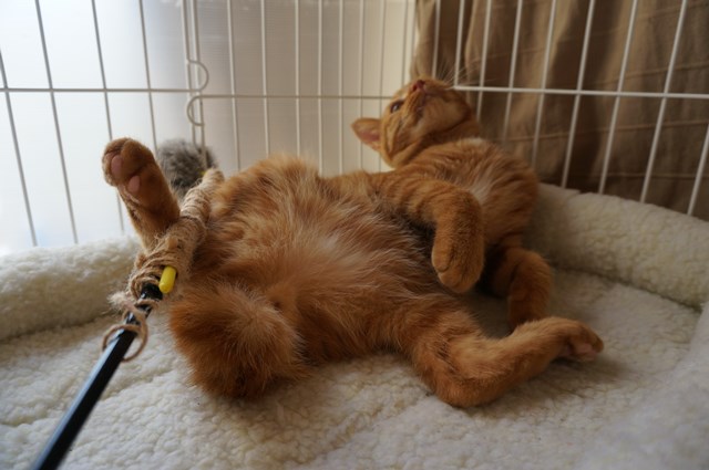 f:id:hiraryo0201:20161029110034j:plain f:id:hiraryo0201:20161029110034j:plain