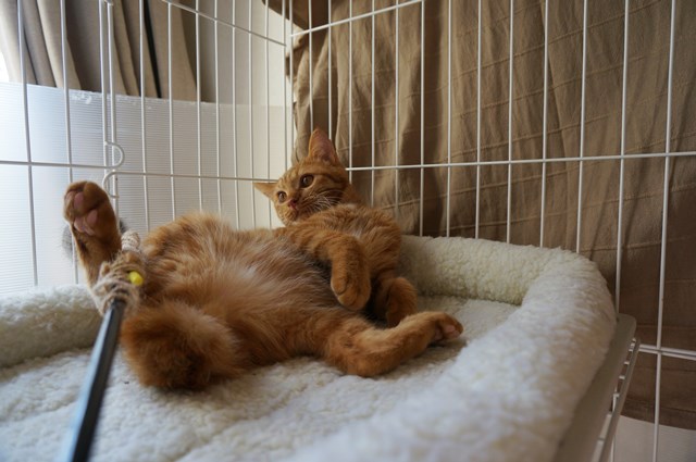 f:id:hiraryo0201:20161029110046j:plain f:id:hiraryo0201:20161029110046j:plain