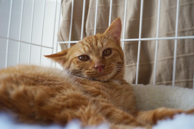 f:id:hiraryo0201:20161029110058j:plain f:id:hiraryo0201:20161029110058j:plain