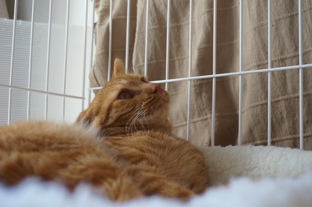 f:id:hiraryo0201:20161029110106j:plain f:id:hiraryo0201:20161029110106j:plain