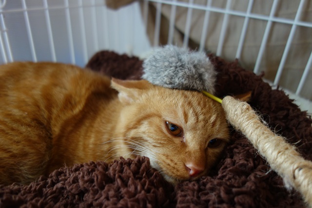 f:id:hiraryo0201:20161029110418j:plain f:id:hiraryo0201:20161029110418j:plain