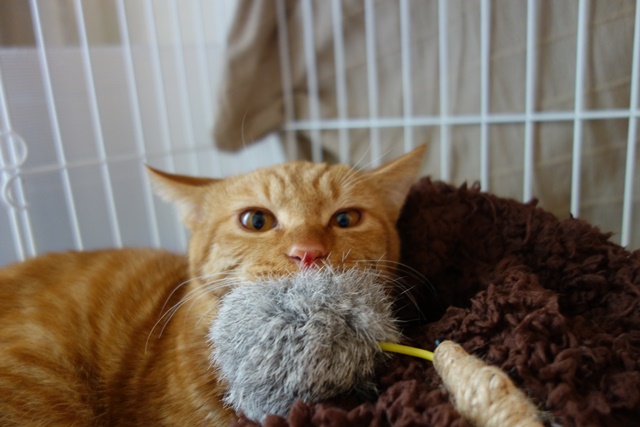 f:id:hiraryo0201:20161029110452j:plain f:id:hiraryo0201:20161029110452j:plain