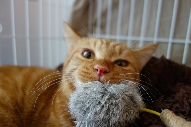 f:id:hiraryo0201:20161029110504j:plain f:id:hiraryo0201:20161029110504j:plain