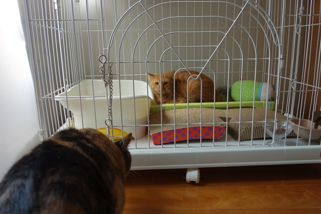 f:id:hiraryo0201:20161029113556j:plain f:id:hiraryo0201:20161029113556j:plain