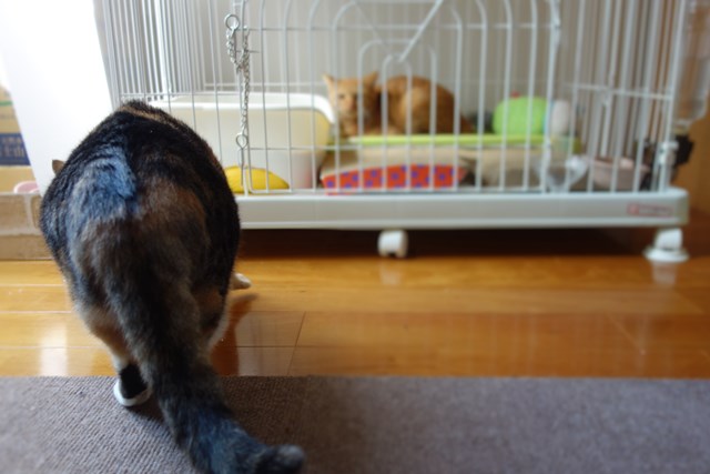 f:id:hiraryo0201:20161029113600j:plain f:id:hiraryo0201:20161029113600j:plain