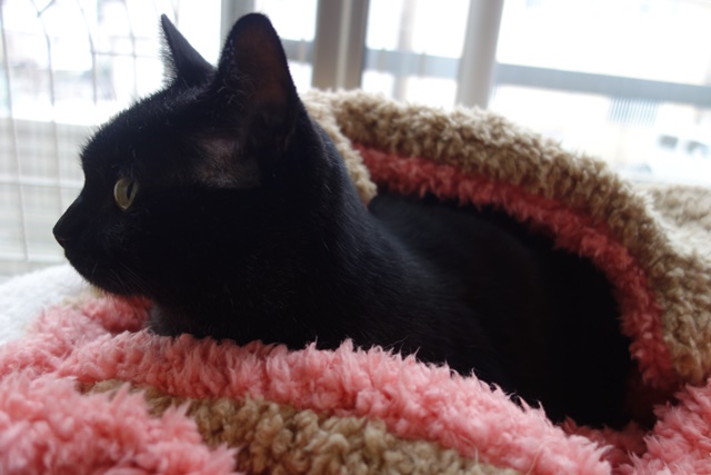 f:id:hiraryo0201:20161029154913j:plain