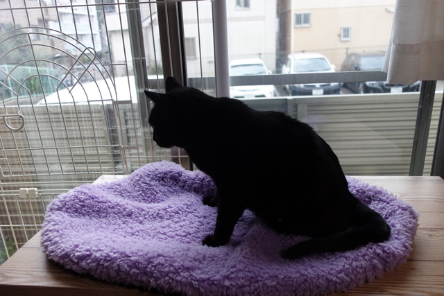 f:id:hiraryo0201:20161029154949j:plain