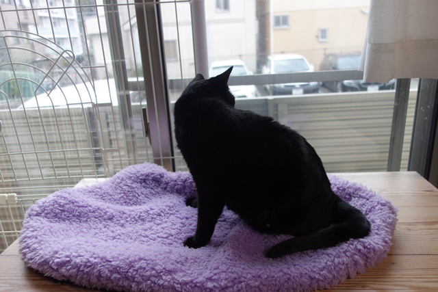 f:id:hiraryo0201:20161029155000j:plain