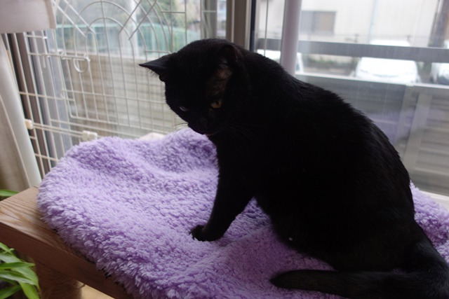 f:id:hiraryo0201:20161029155010j:plain