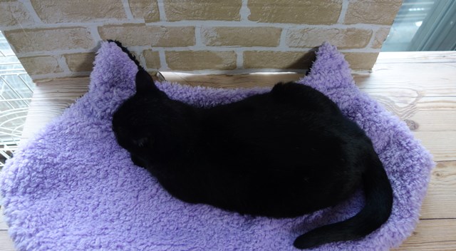 f:id:hiraryo0201:20161029155039j:plain