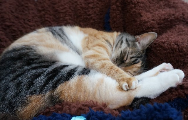 f:id:hiraryo0201:20161029155045j:plain