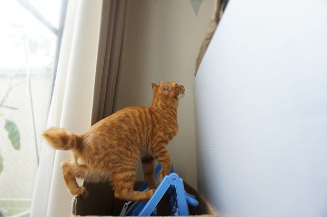 f:id:hiraryo0201:20161030092236j:plain f:id:hiraryo0201:20161030092236j:plain