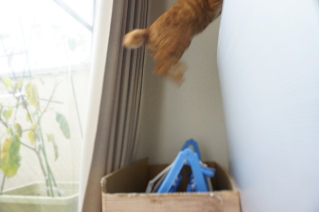 f:id:hiraryo0201:20161030092250j:plain f:id:hiraryo0201:20161030092250j:plain