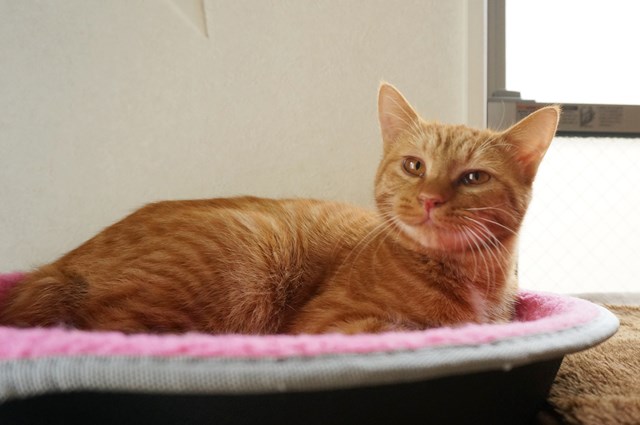 f:id:hiraryo0201:20161030092309j:plain f:id:hiraryo0201:20161030092309j:plain