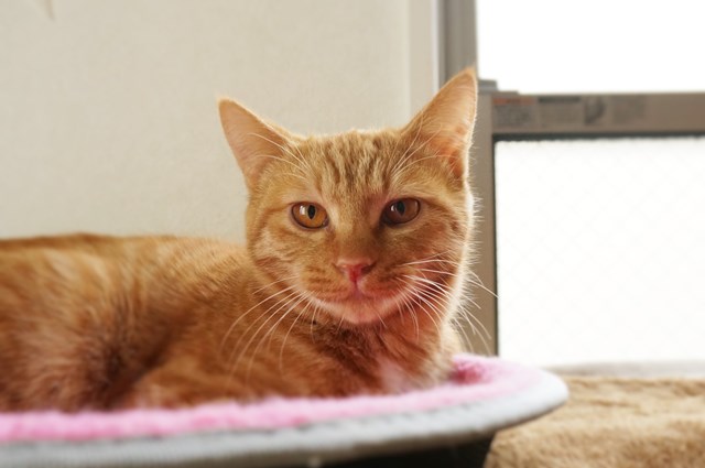 f:id:hiraryo0201:20161030092321j:plain f:id:hiraryo0201:20161030092321j:plain