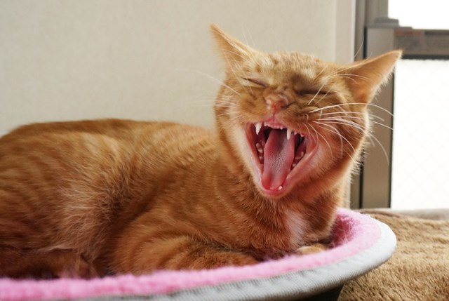 f:id:hiraryo0201:20161030092329j:plain f:id:hiraryo0201:20161030092329j:plain