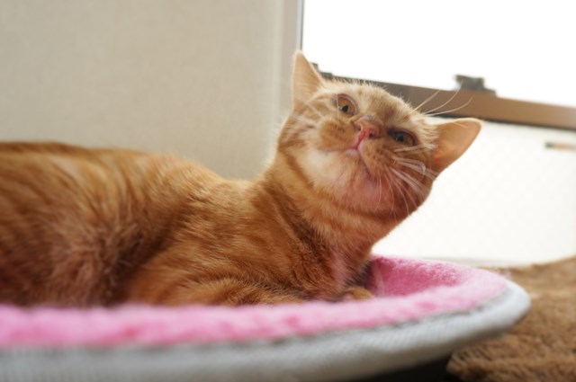 f:id:hiraryo0201:20161030092341j:plain