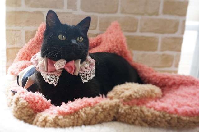 f:id:hiraryo0201:20161030093747j:plain f:id:hiraryo0201:20161030093747j:plain