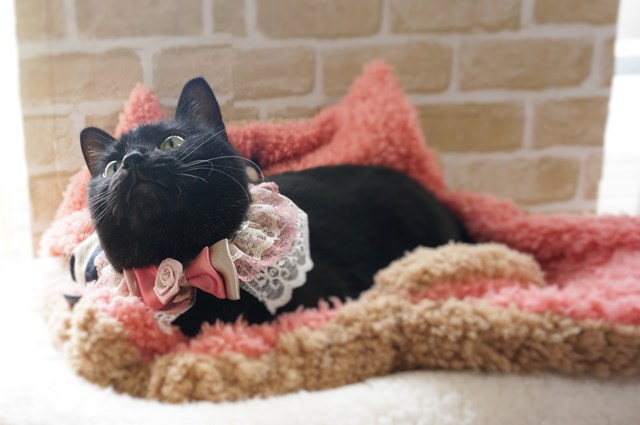 f:id:hiraryo0201:20161030093755j:plain f:id:hiraryo0201:20161030093755j:plain