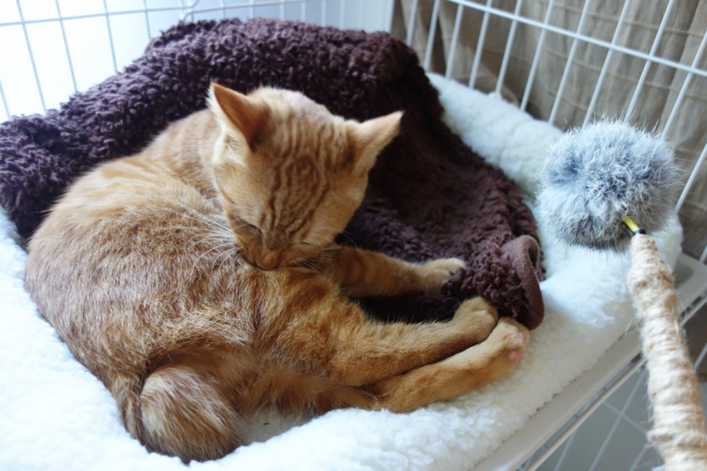 f:id:hiraryo0201:20161031090303j:plain f:id:hiraryo0201:20161031090303j:plain