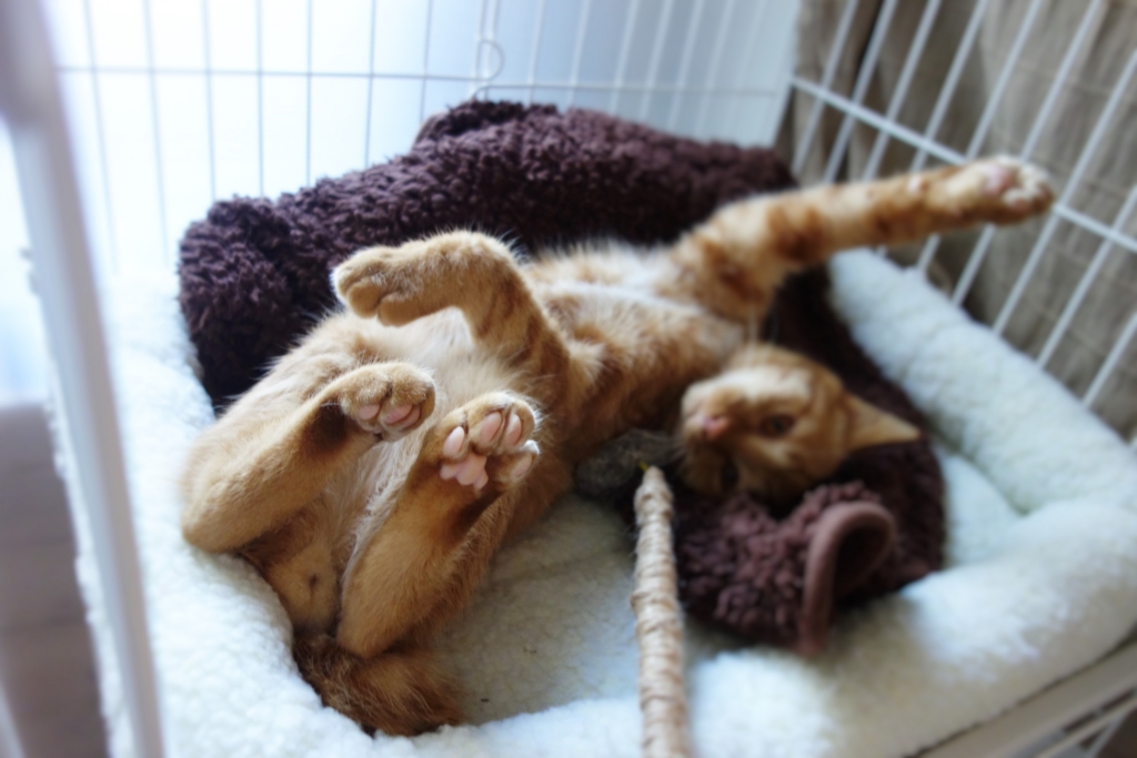 f:id:hiraryo0201:20161031090309j:plain f:id:hiraryo0201:20161031090309j:plain