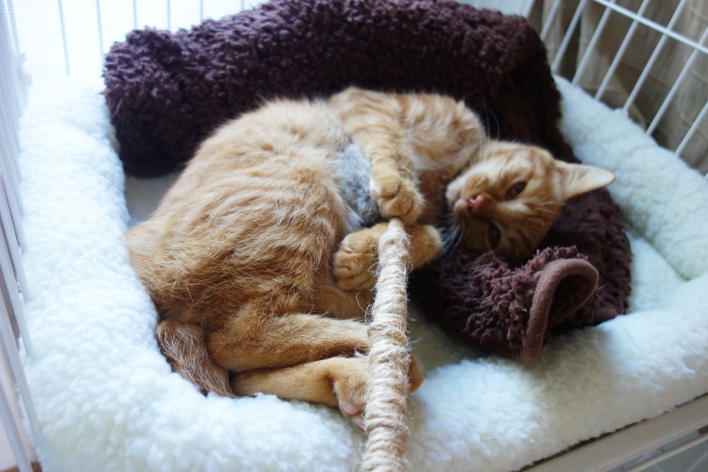 f:id:hiraryo0201:20161031090317j:plain f:id:hiraryo0201:20161031090317j:plain