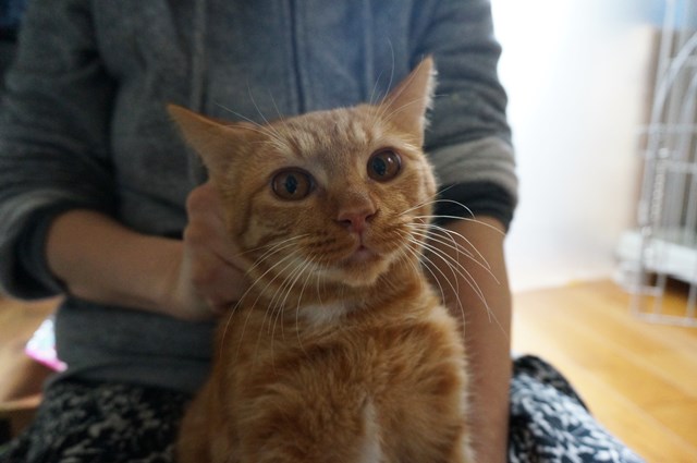 f:id:hiraryo0201:20161102105444j:plain f:id:hiraryo0201:20161102105444j:plain