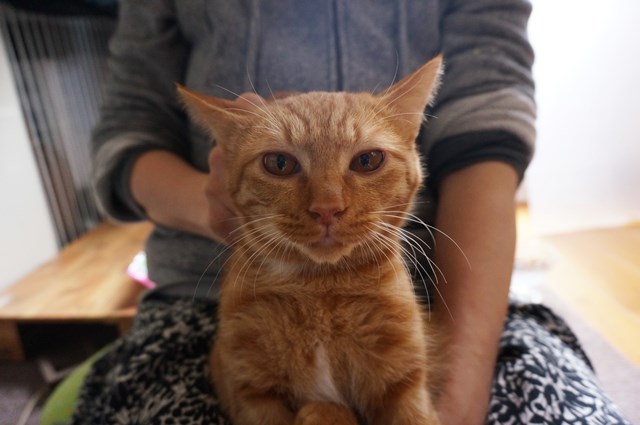 f:id:hiraryo0201:20161102105511j:plain f:id:hiraryo0201:20161102105511j:plain