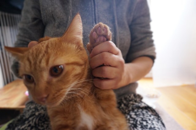 f:id:hiraryo0201:20161102105800j:plain f:id:hiraryo0201:20161102105800j:plain