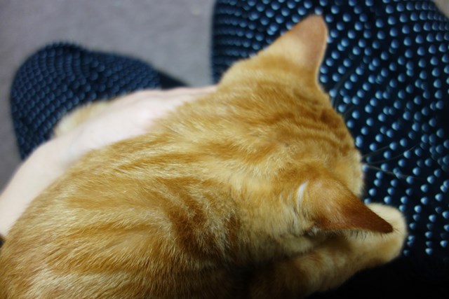 f:id:hiraryo0201:20161104093956j:plain f:id:hiraryo0201:20161104093956j:plain