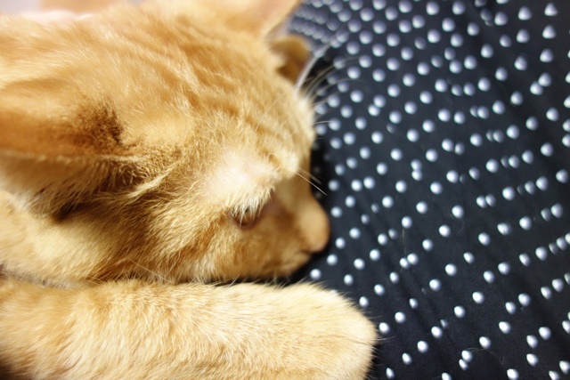 f:id:hiraryo0201:20161104094007j:plain