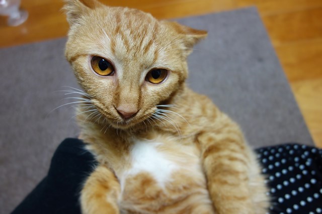 f:id:hiraryo0201:20161104094021j:plain f:id:hiraryo0201:20161104094021j:plain