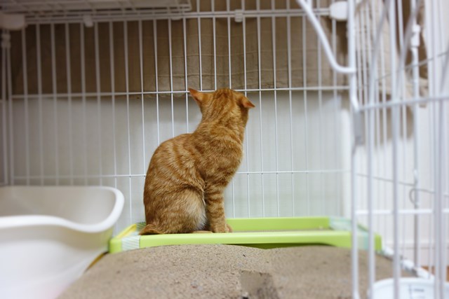 f:id:hiraryo0201:20161104094513j:plain f:id:hiraryo0201:20161104094513j:plain