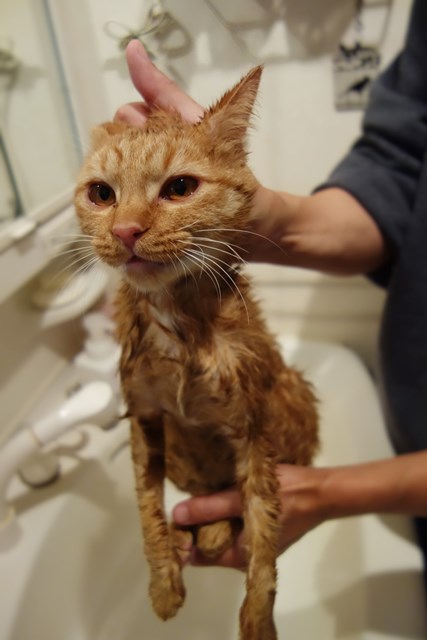 f:id:hiraryo0201:20161105100016j:plain