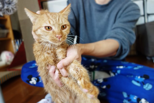 f:id:hiraryo0201:20161105100026j:plain