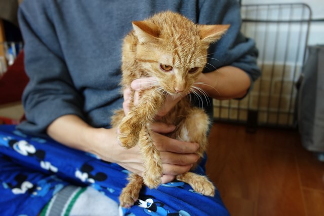 f:id:hiraryo0201:20161105100039j:plain