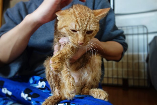 f:id:hiraryo0201:20161105100057j:plain