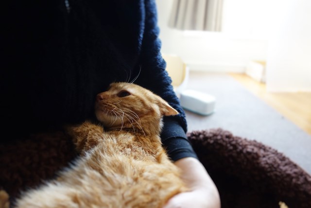 f:id:hiraryo0201:20161105100132j:plain