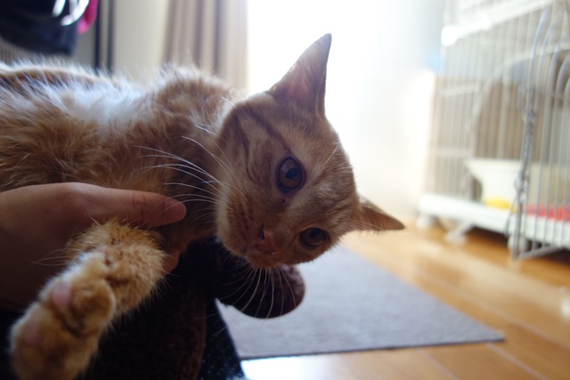 f:id:hiraryo0201:20161105100155j:plain