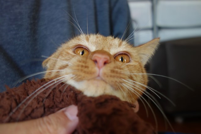 f:id:hiraryo0201:20161105100207j:plain