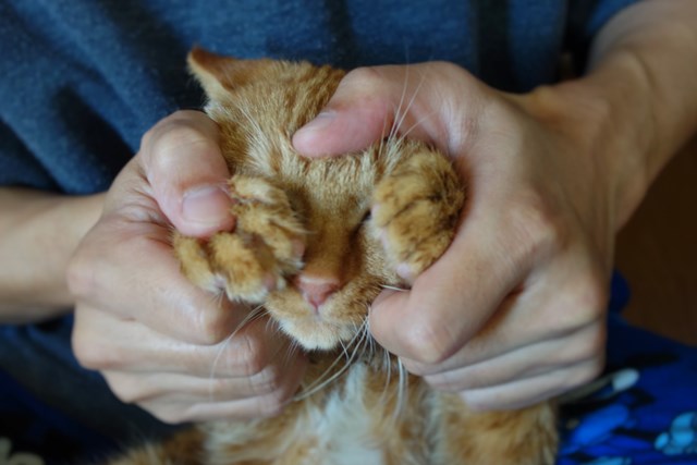 f:id:hiraryo0201:20161105100228j:plain