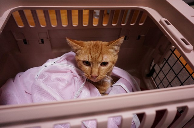 f:id:hiraryo0201:20161105100958j:plain