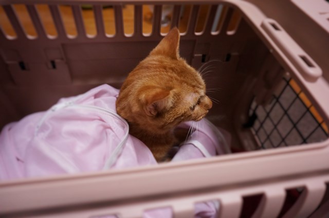 f:id:hiraryo0201:20161105101009j:plain